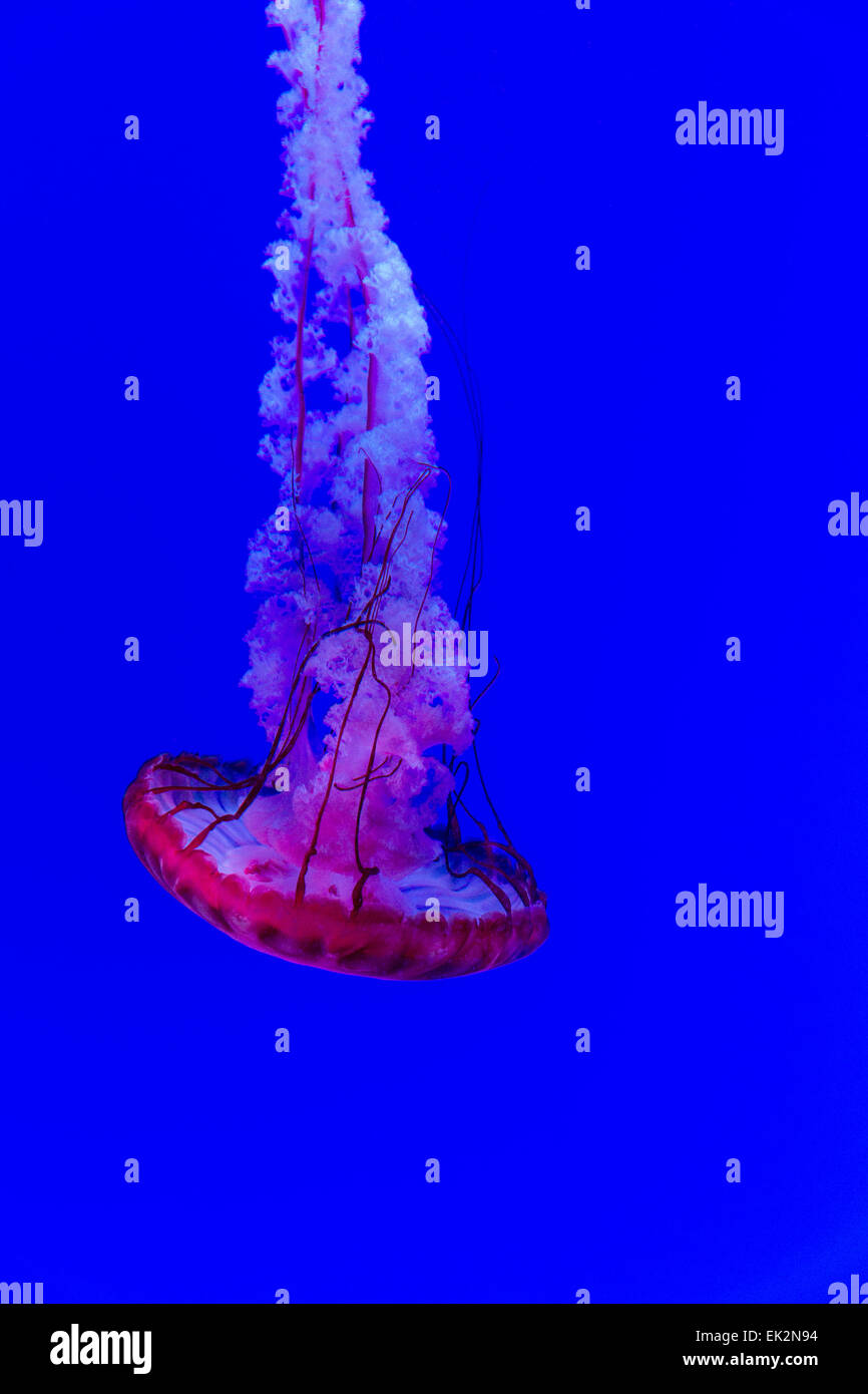 Ripley's Aquarium de Canadá, Toronto,Ontario,medusas, ortiga de mar del Pacífico Foto de stock
