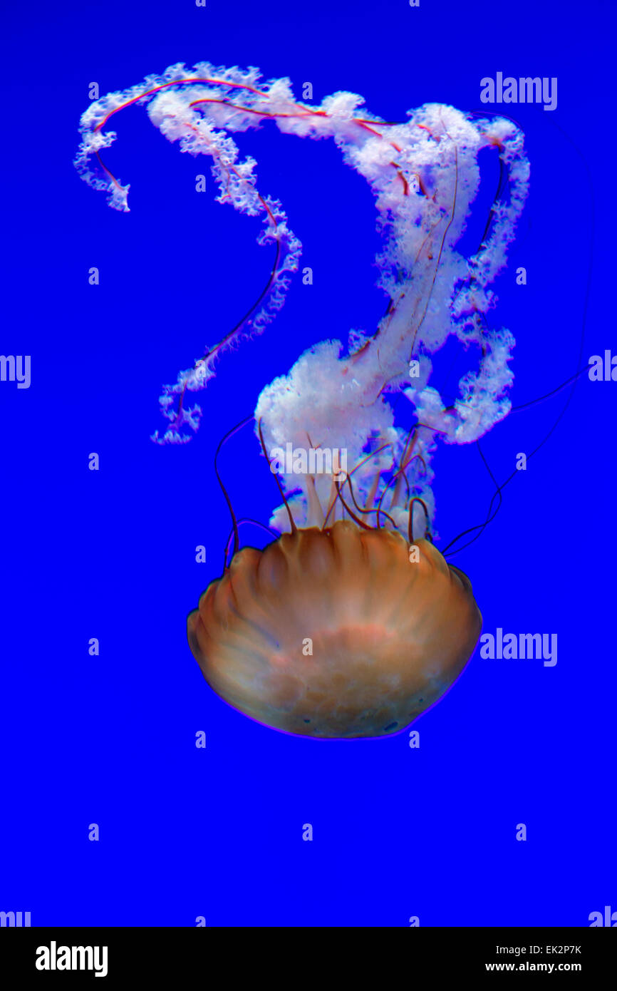 Ripley's Aquarium de Canadá, Toronto,Ontario,medusas, ortiga de mar del Pacífico Foto de stock