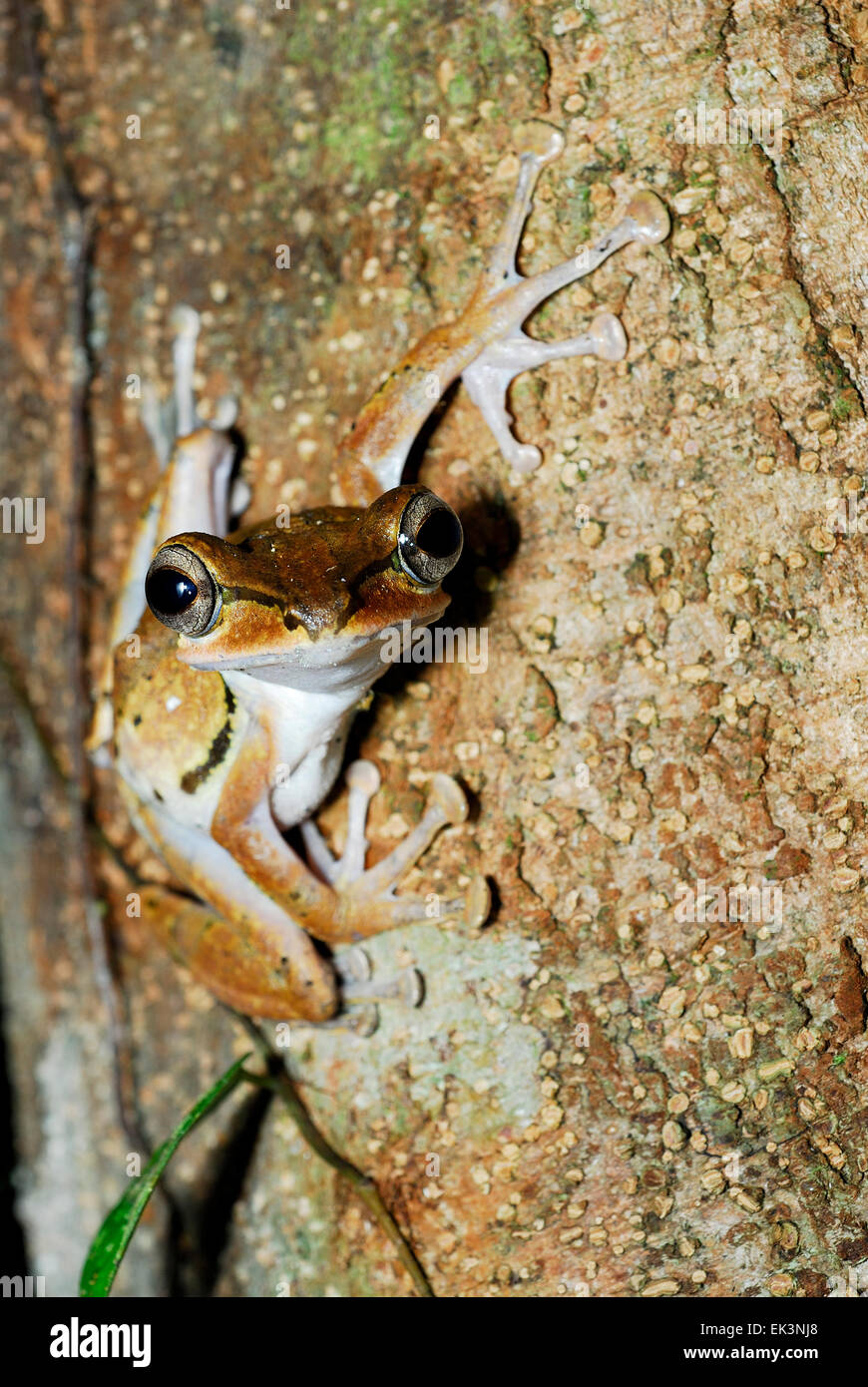 Dark orejudo Tree Frog (Polypedates macrotis) en Kubah, Sarawak, Malasia, Borneo Foto de stock