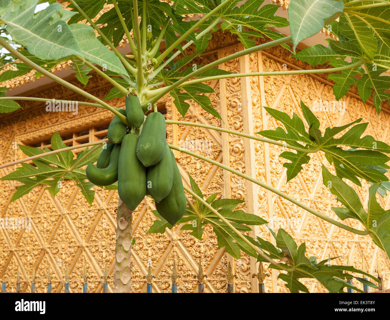 Árbol de papaya en golden la pintura en la pared de fondo Fotografía de  stock - Alamy