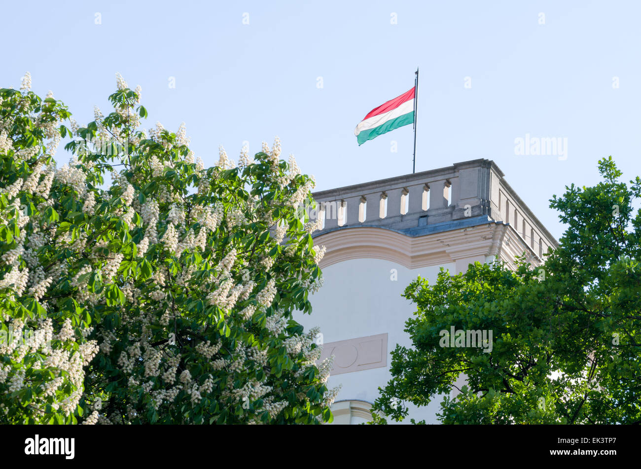Bandera húngara en la torre con la floración de Buckeye Tree Foto de stock