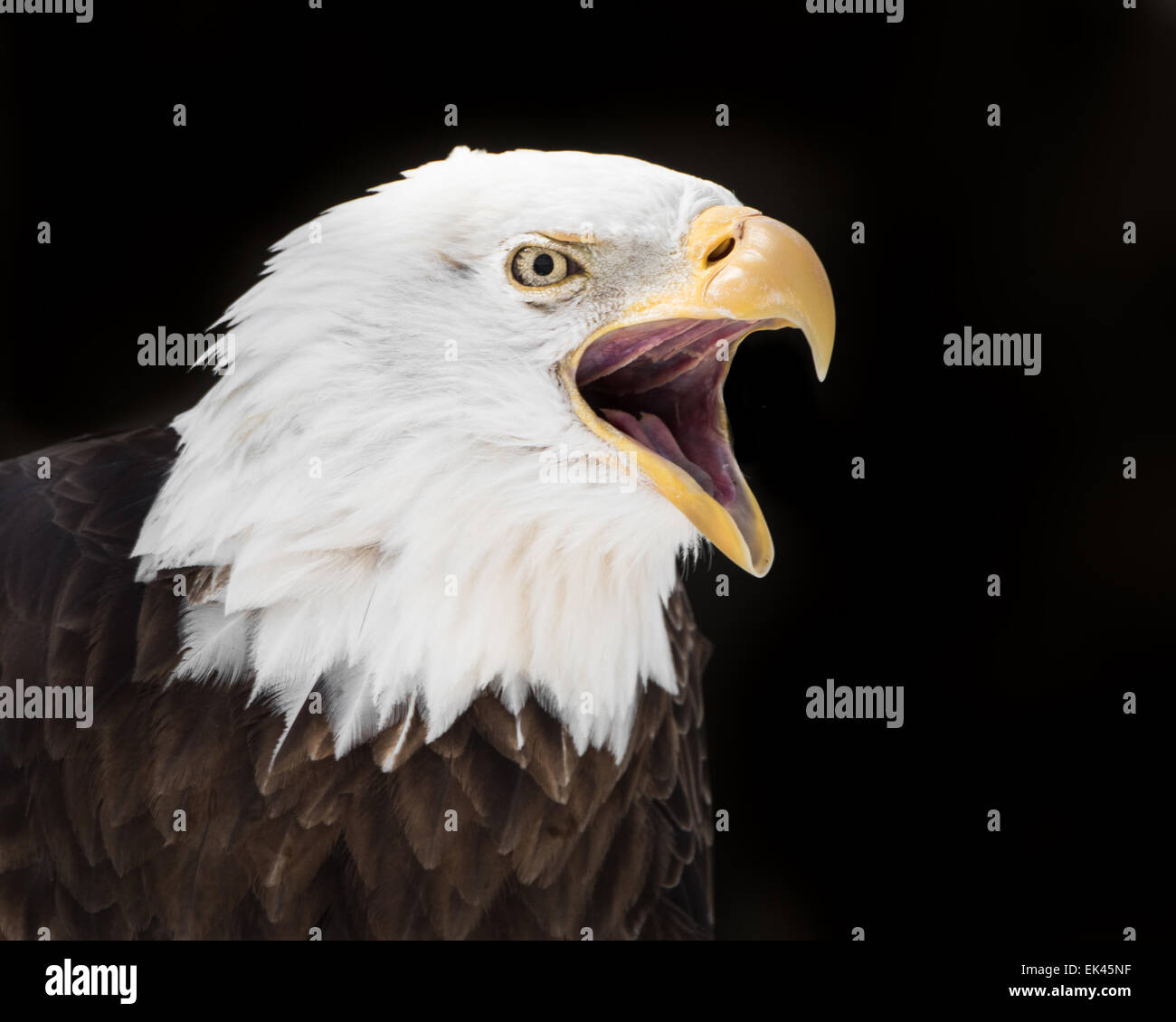 3/4 Retrato del águila calva chillando contra el fondo negro Foto de stock