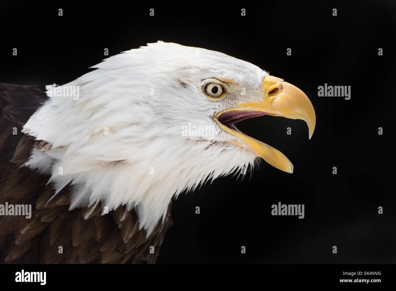 Retrato de perfil de águila calva chillando contra el fondo negro Foto de stock