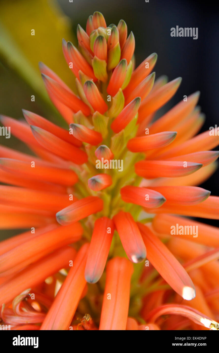 Aloe Flor, Jardines Botánicos Kirstenbosch, Cape Town Foto de stock