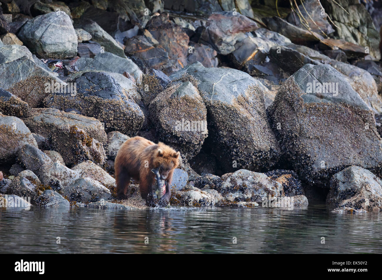 Los osos pardos se alimentan sobre el salmón, Baranof Island, Tongass National Forest, Alaska Foto de stock