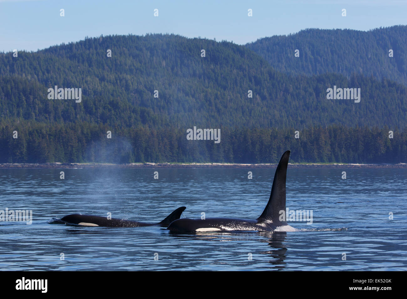 Orcas de la AF5 pod, Frederick Sound, Tongass National Forest, Alaska. Foto de stock