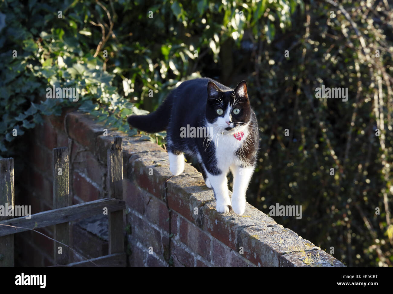 Gato doméstico en el muro de un jardín. Foto de stock
