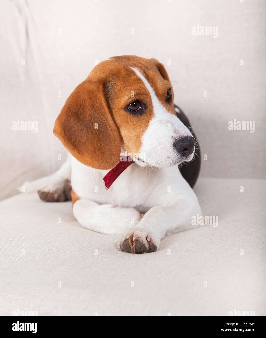 Retrato de un perro Beagle sentado en el sofá. Foto de stock