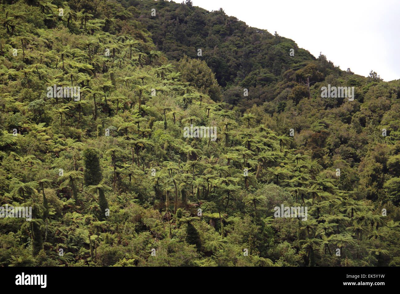 Los helechos y otras plantas del bosque lluvioso en la montaña Nueva Zelanda Foto de stock