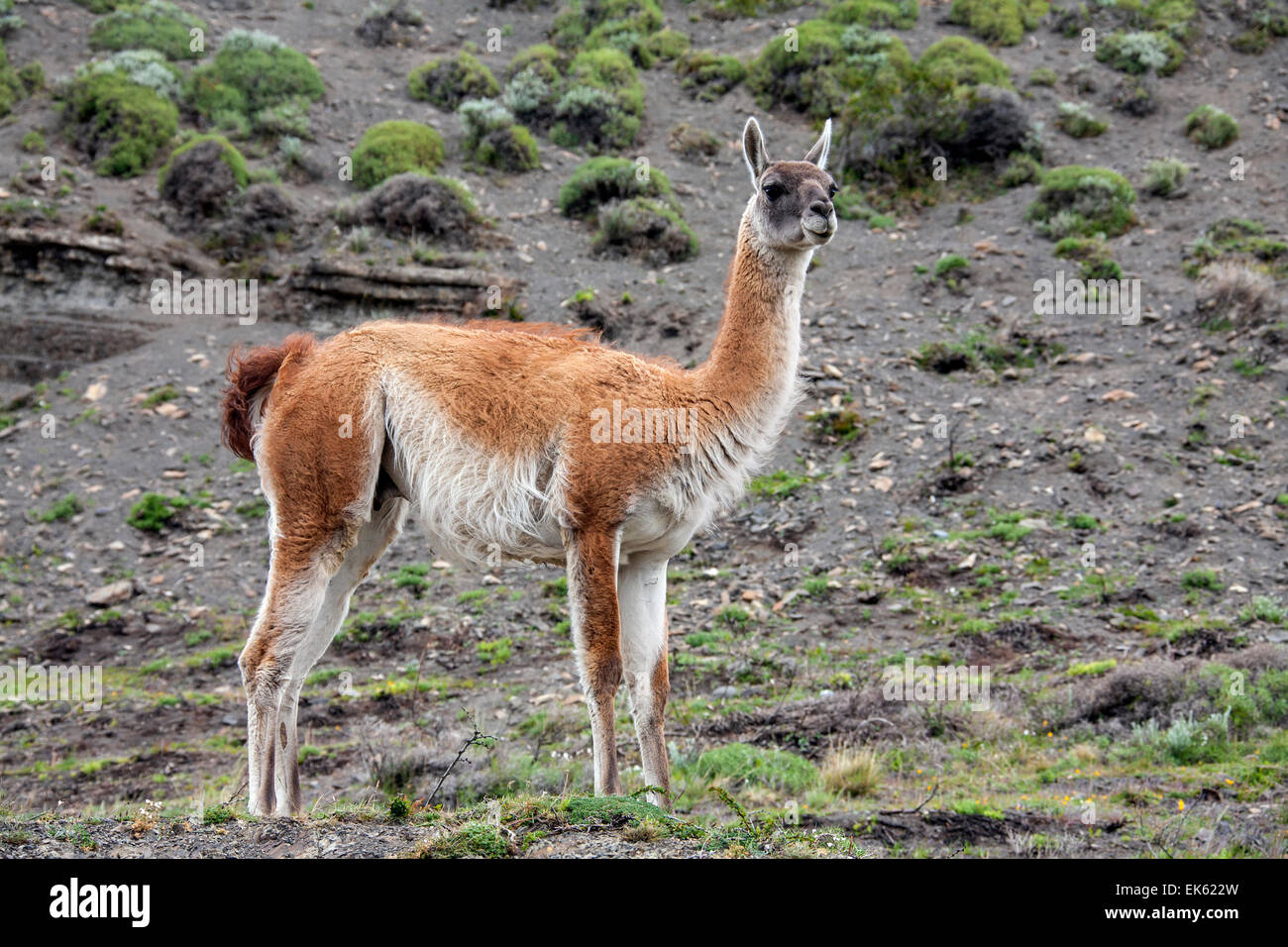 Un guanaco (Lama guanicoe) en el Parque Nacional Torres del Paine en la Patagonia, en el sur de Chile. Foto de stock