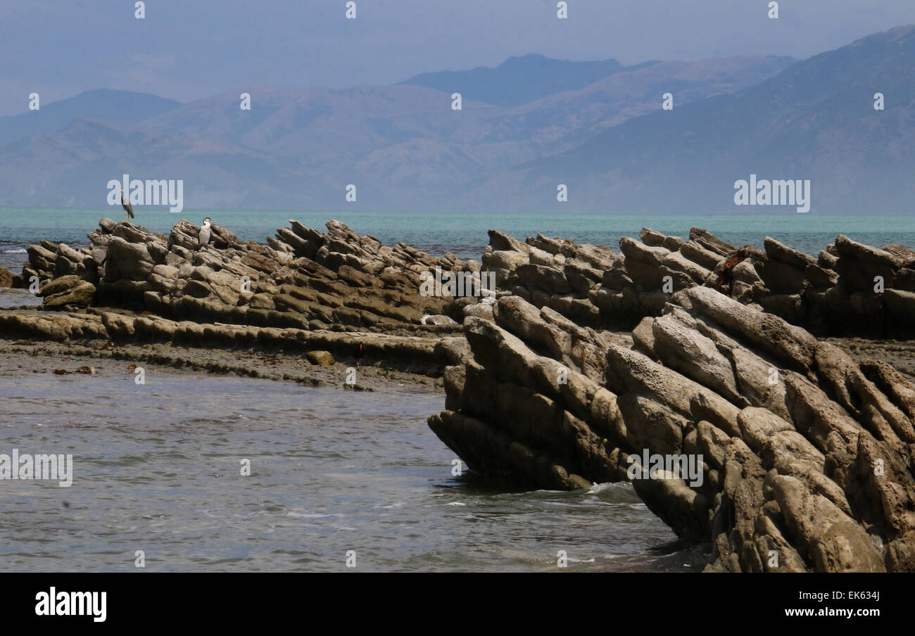 Las aves las capas de roca caliza y pozas de marea de la península de Kaikoura, Isla del Sur, Nueva Zelanda Foto de stock