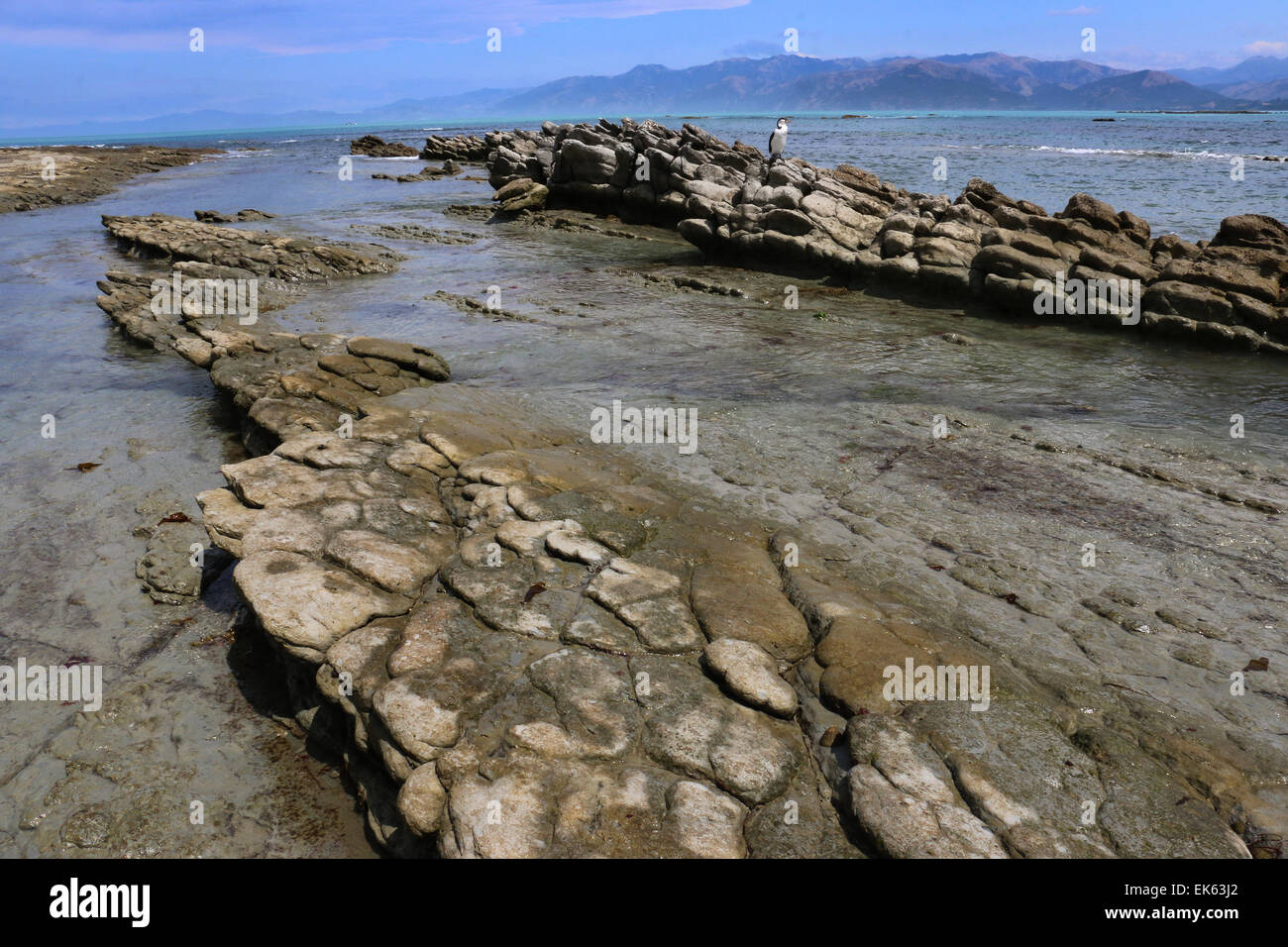 Shag en capas de roca caliza y pozas de marea de la península de Kaikoura, Isla del Sur, Nueva Zelanda Foto de stock