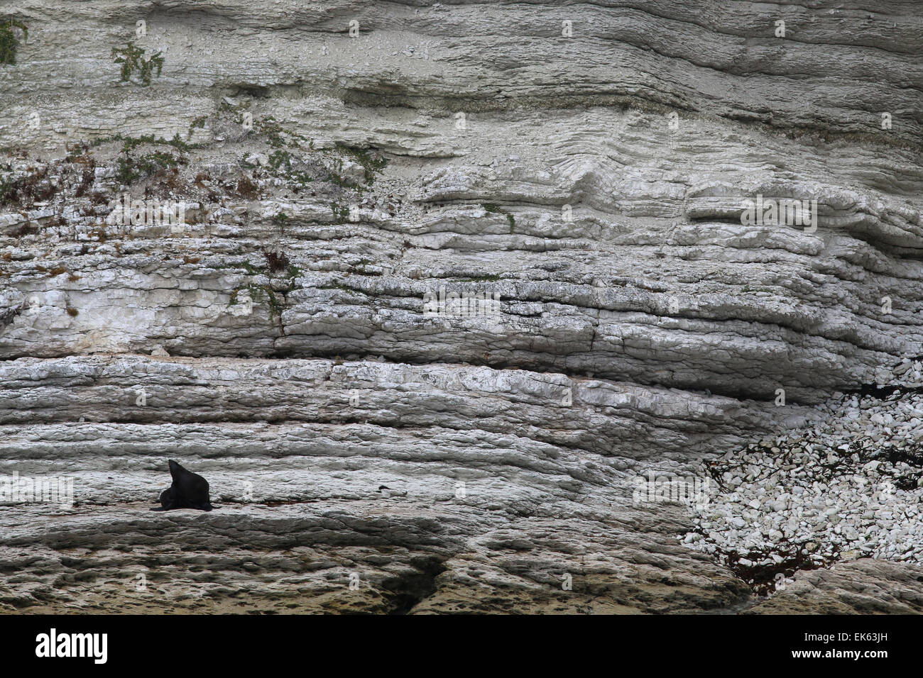 Nueva Zelandia foca en capas de roca caliza y pozas de marea de la península de Kaikoura, Isla del Sur, Nueva Zelanda Foto de stock