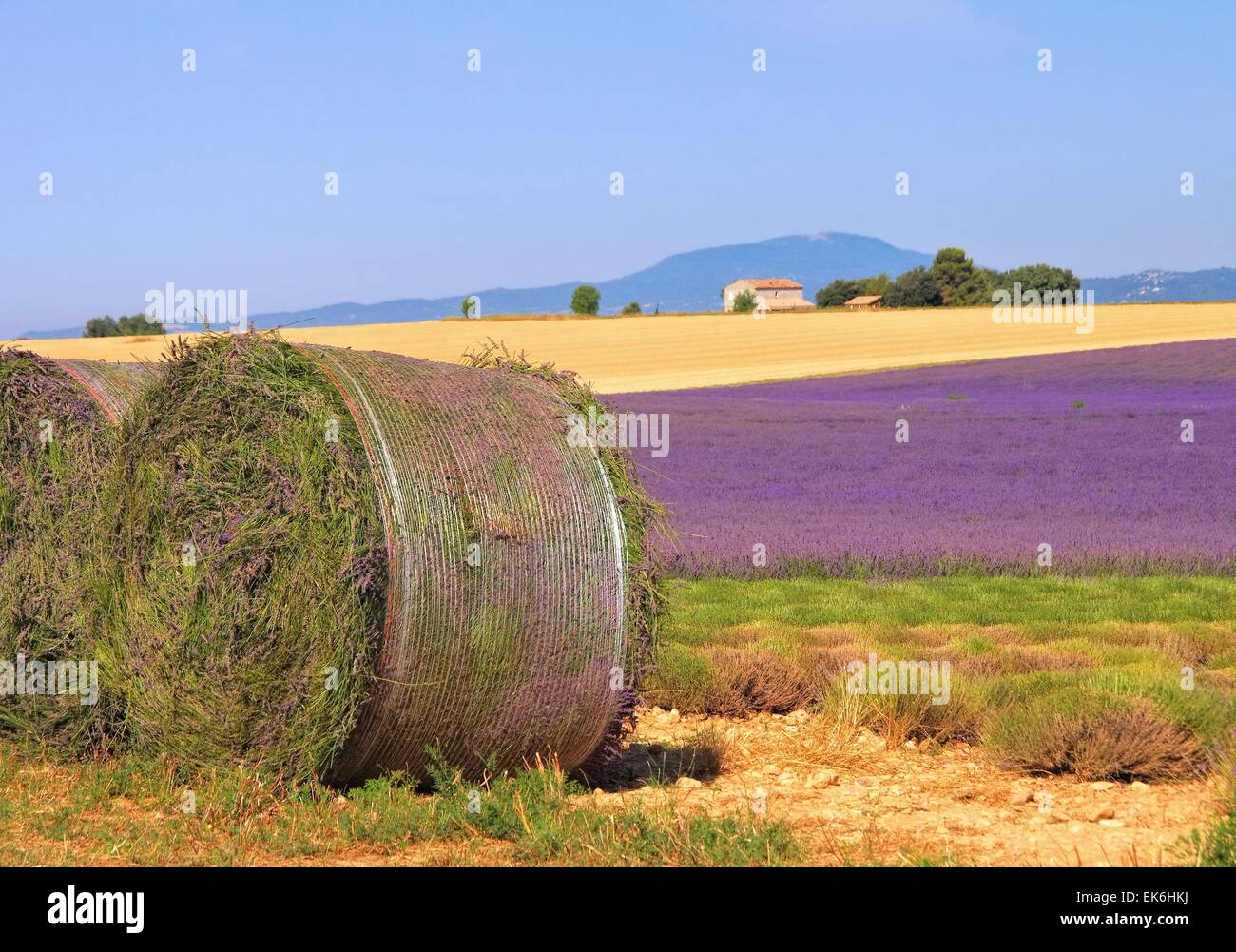 Ernte Lavendelfeld - lavanda cosecha de campo 10 Foto de stock