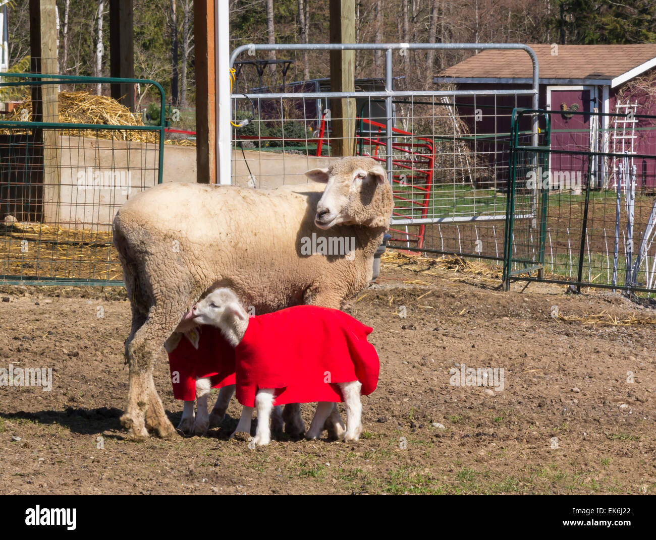 Mama ovejas enfermeras sus dos corderos jóvenes Foto de stock