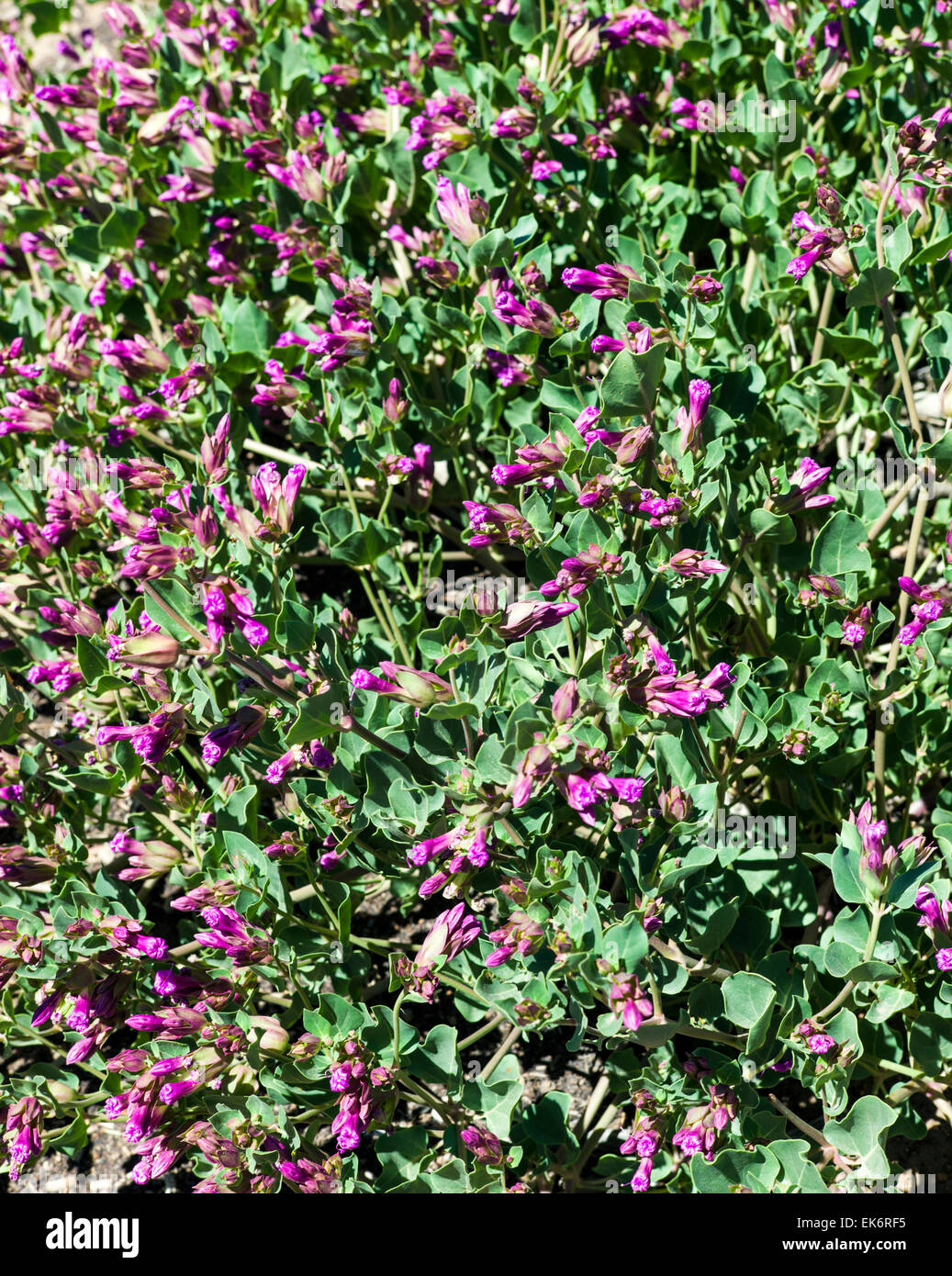 Desierto Four O'Clock, Mirabilis multiflora, wildflower en flor, en el centro de Colorado, EE.UU. Foto de stock