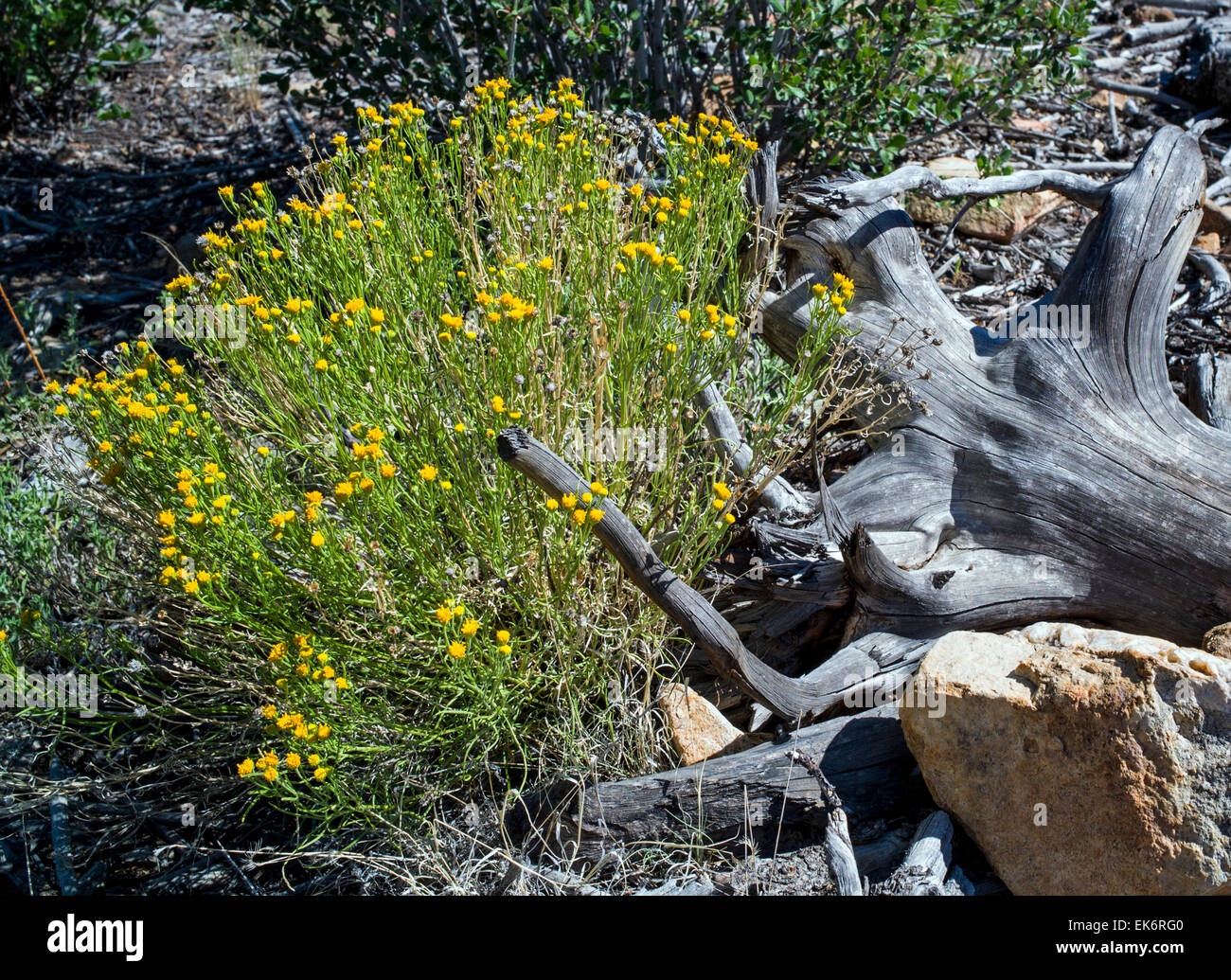 Hymenopappus filifolius; Asteraceae; Familia; girasol Maiden polvoriento; flores silvestres en flor, en el centro de Colorado, EE.UU. Foto de stock