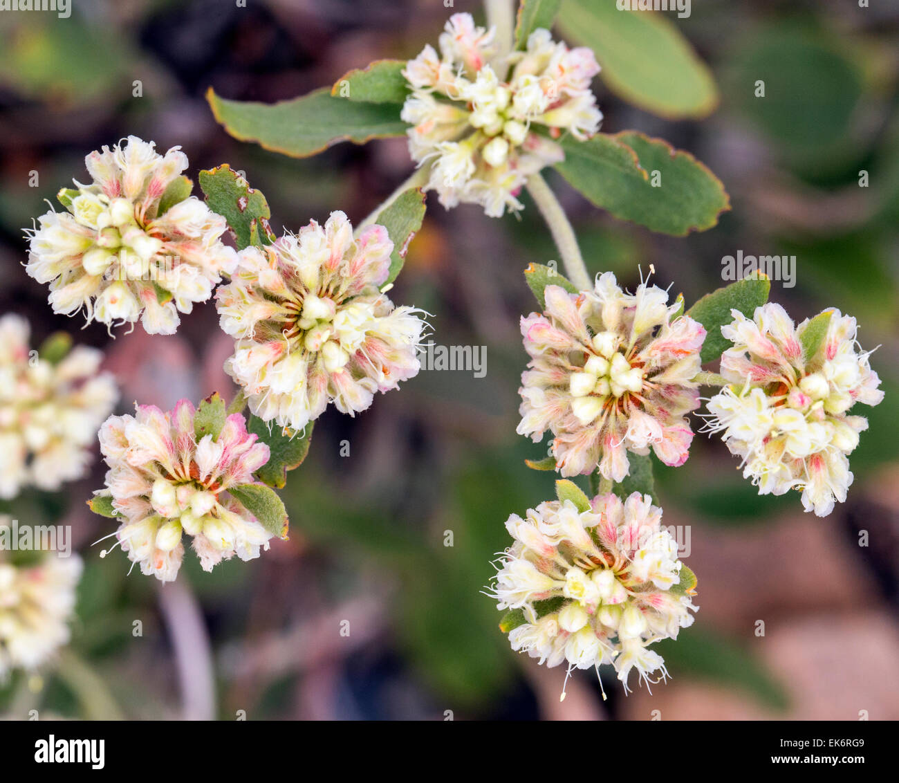 Eriogonum jamesii, Polygonaceae, alforfón, Familia, wildflower en flor, en el centro de Colorado, EE.UU. Foto de stock