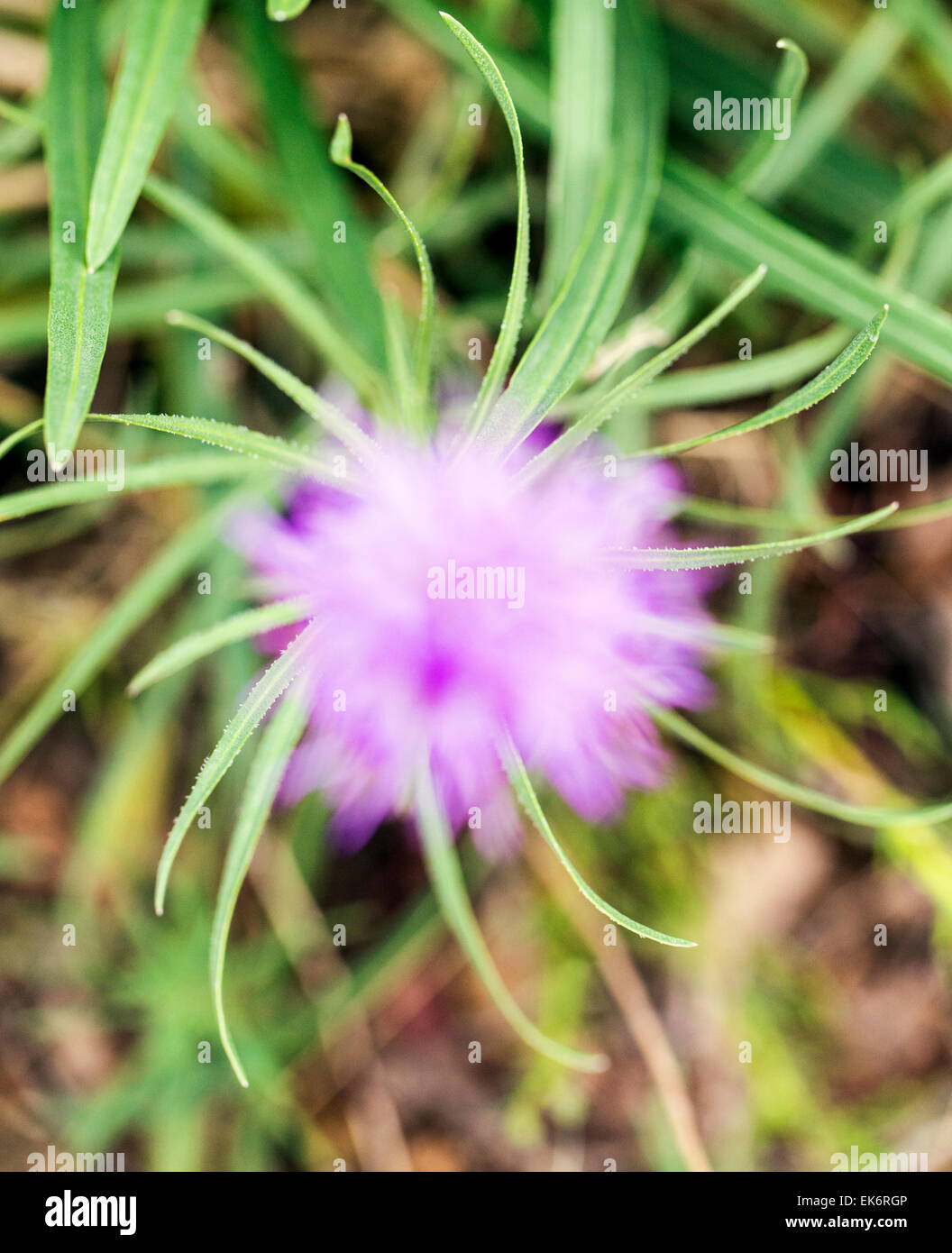 Prairie Blazingstar, Kansas, Liatris pycnostachya Gayfeather, wildflower en flor, en el centro de Colorado, EE.UU. Foto de stock