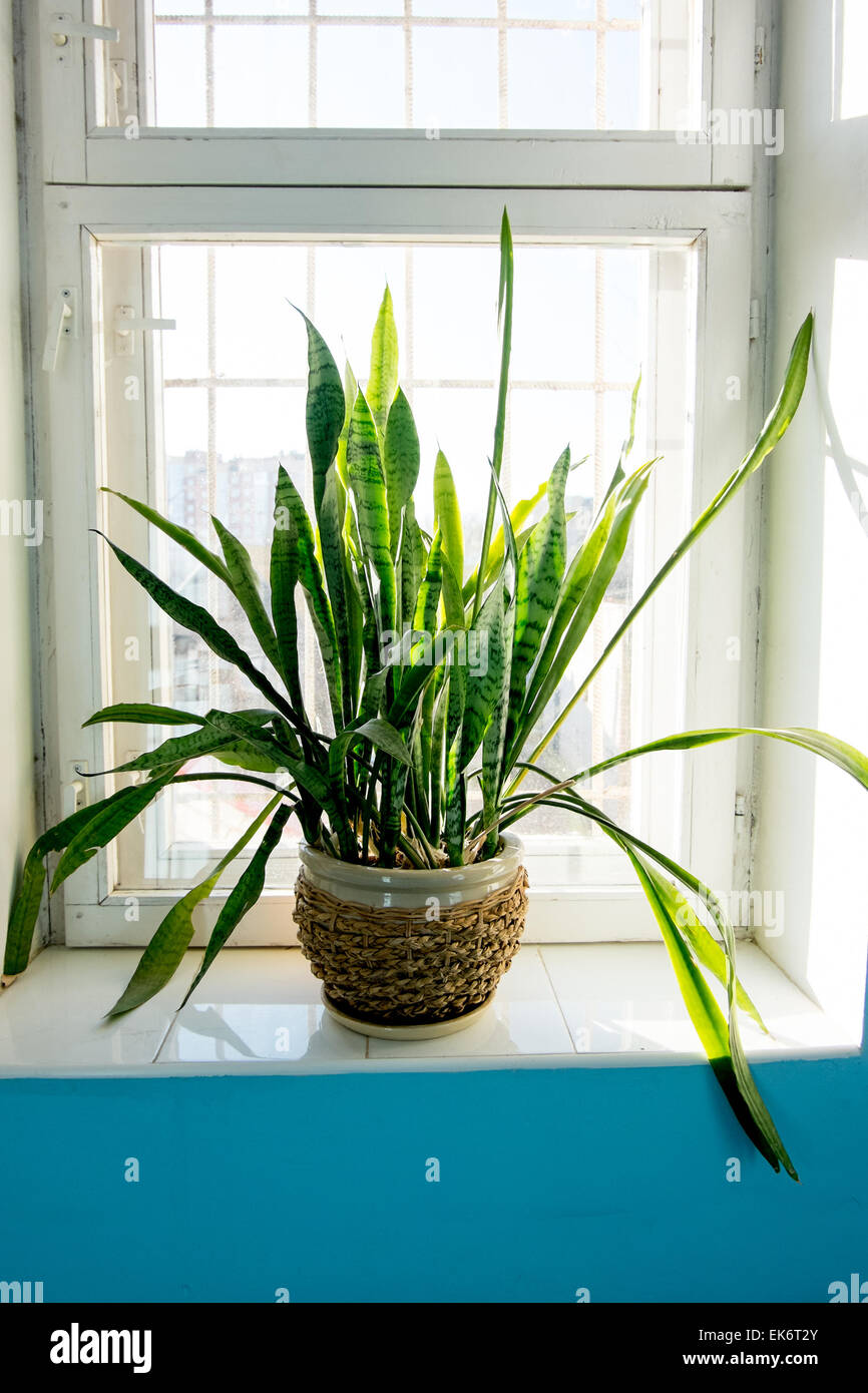 Planta tropical en la olla en un lugar público de ventana Foto de stock