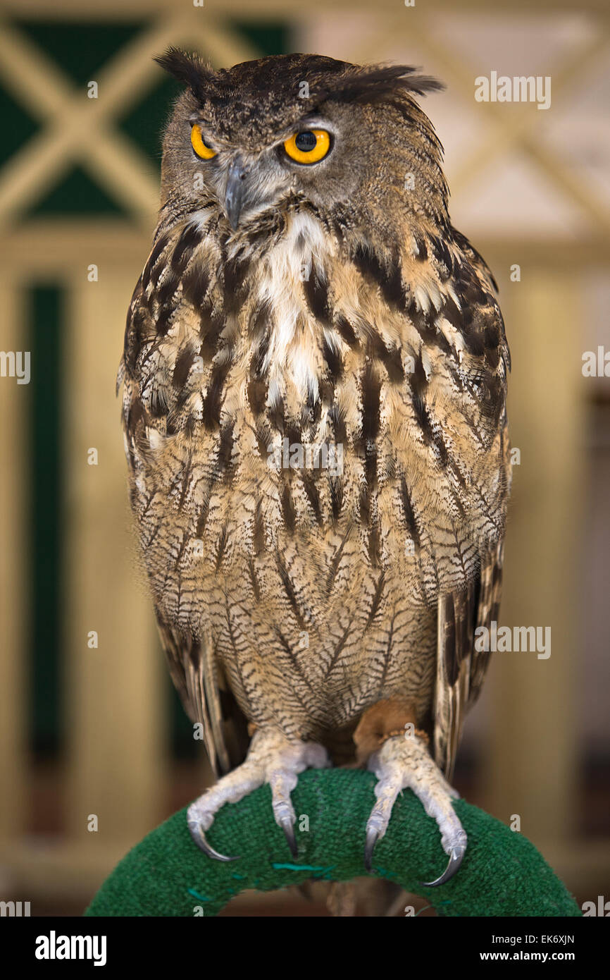 El Búho Real es un ave muy grande y poderoso, que a veces se conoce como el  búho más grande del mundo Fotografía de stock - Alamy