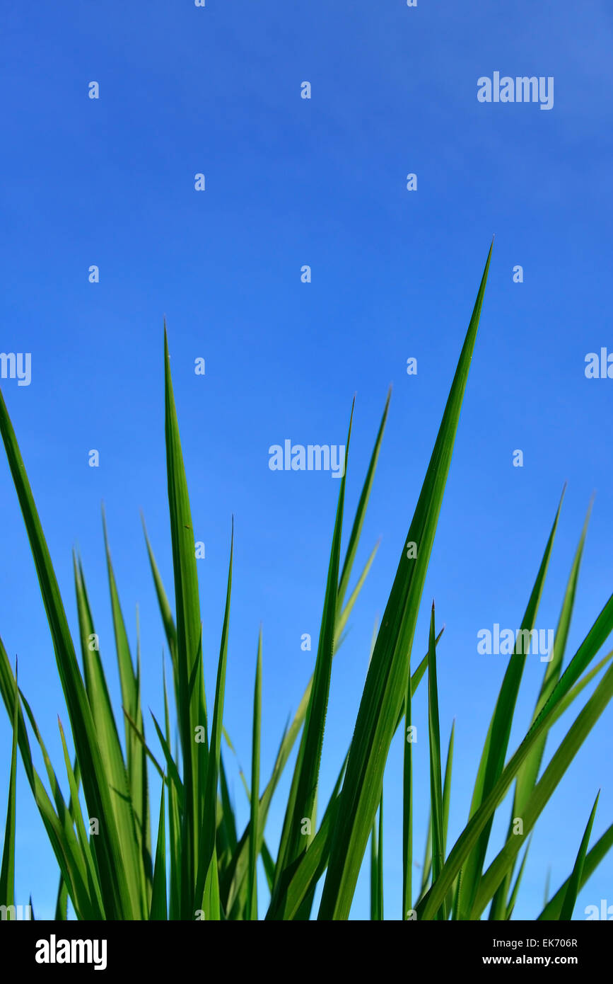 La pasto verde contra el cielo azul de fondo. Foto de stock