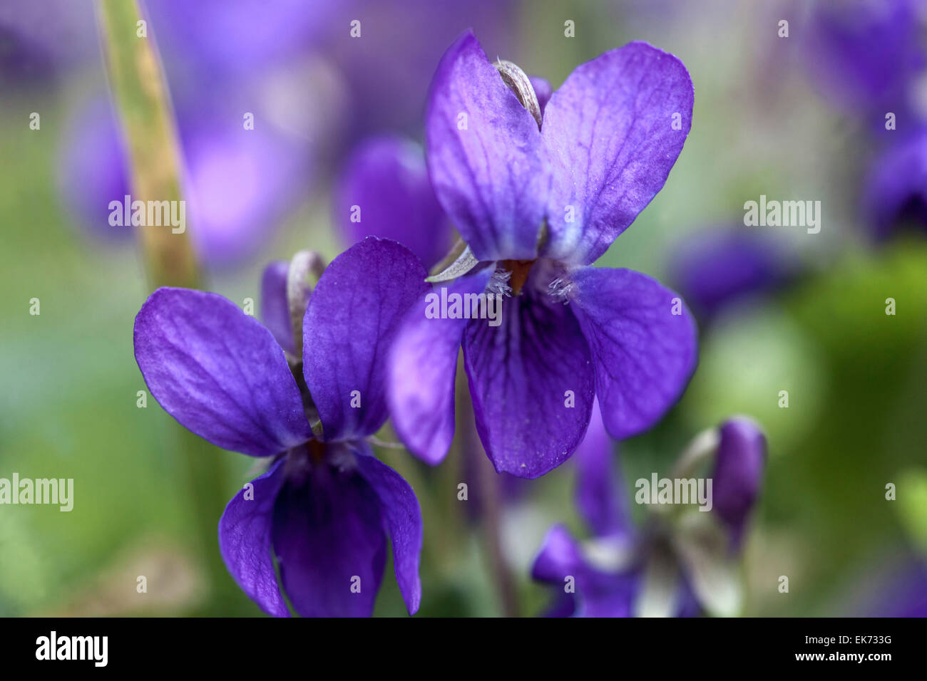 Viola odorata, Violeta Violeta, dulce, aromática planta en flor Foto de stock