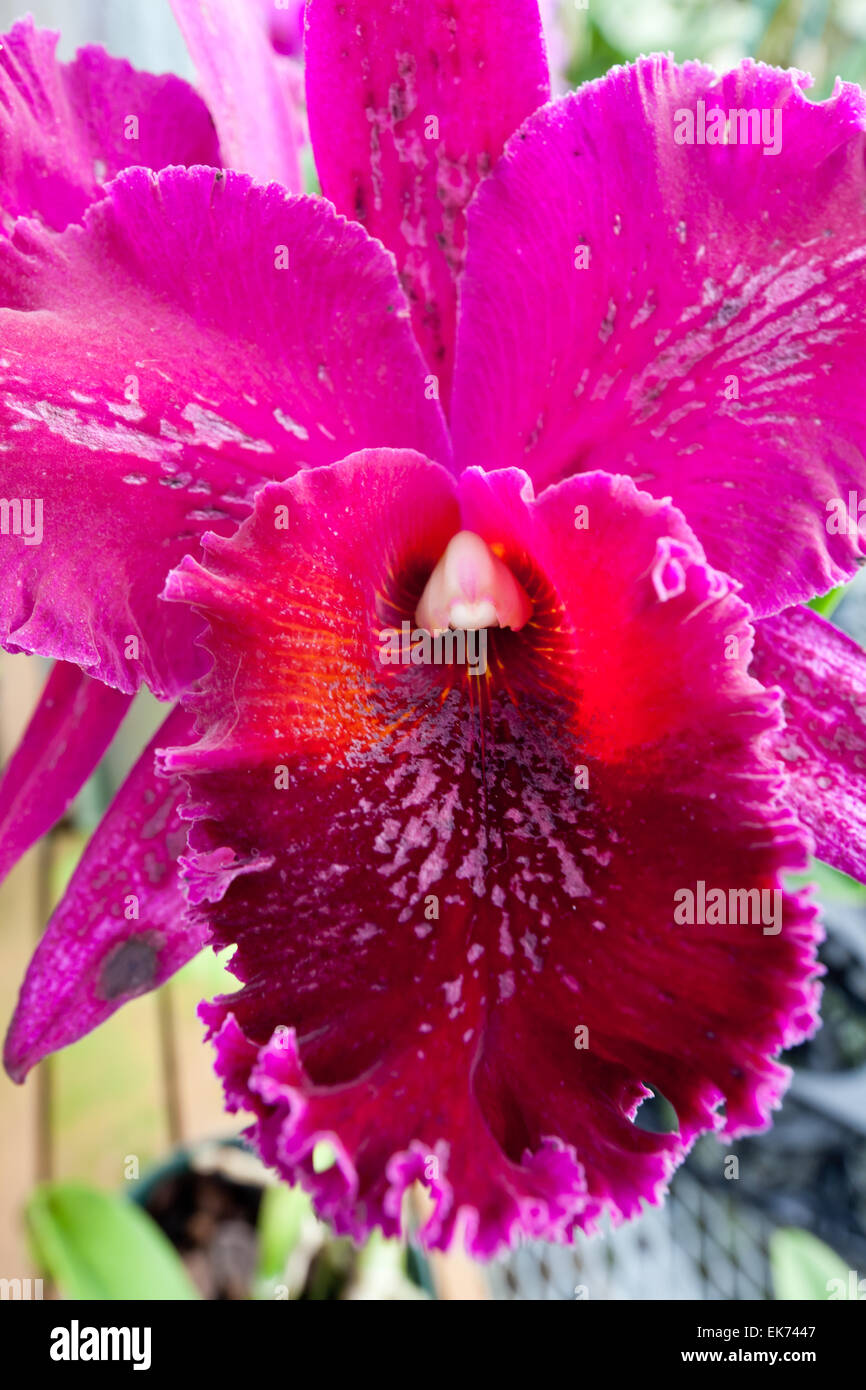 Orquidea grande fotografías e imágenes de alta resolución - Alamy