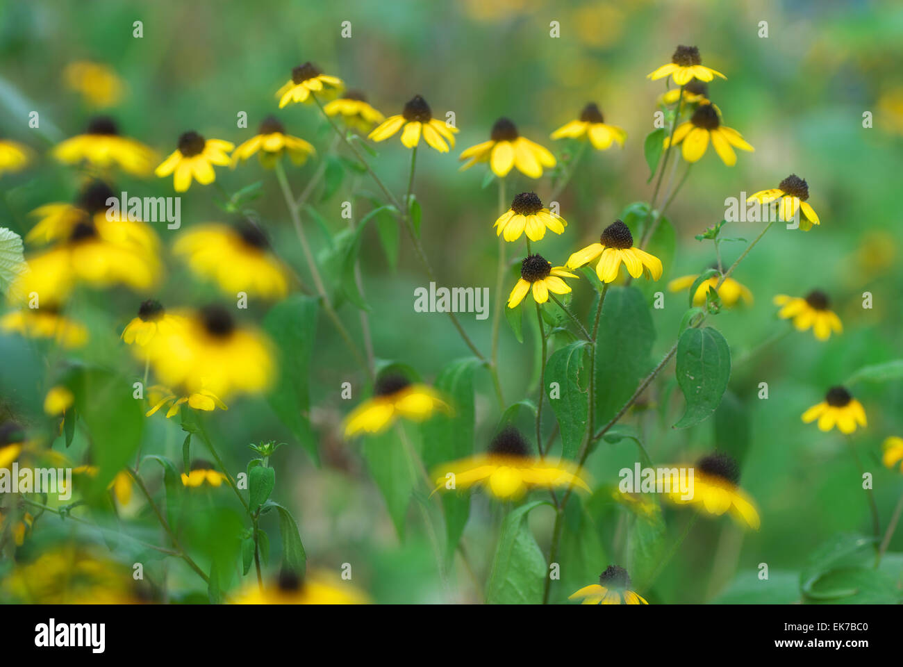 Flores amarillas en la naturaleza salvaje. Foto de stock