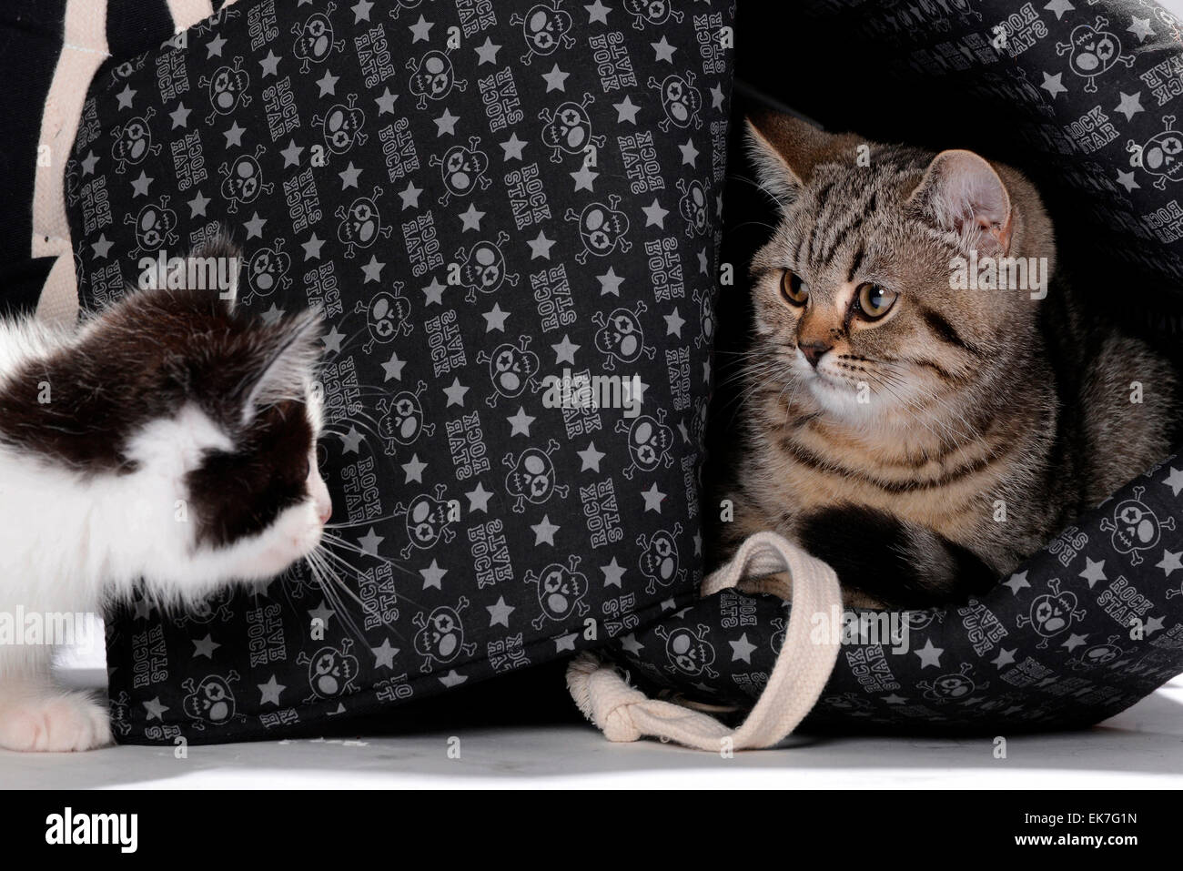 British Shorthair gato gato doméstico atigrado gatito 3 mes de edad mirando en blanco y negro gatito Alemania Foto de stock