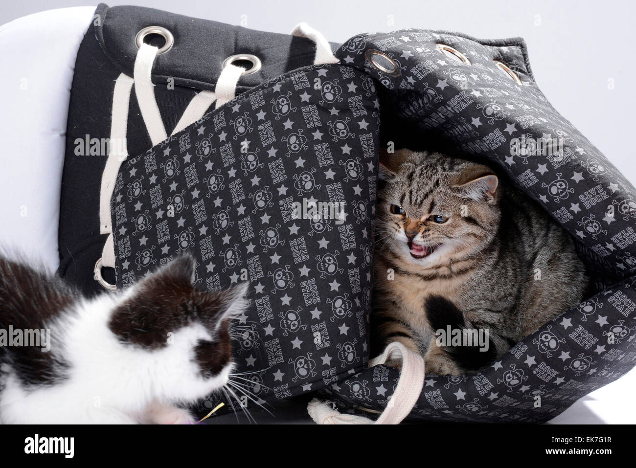British Shorthair gato gato doméstico atigrado gatito de 3 meses de edad en el silbido en blanco y negro gatito Alemania Foto de stock