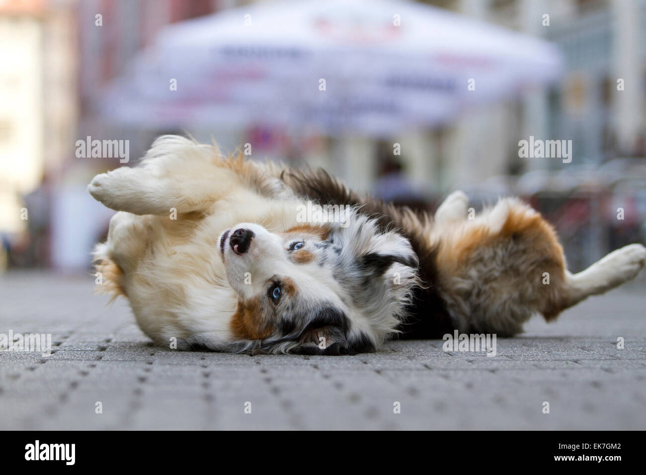 Miniatura Pastor Australiano blue merle perro adulto square de la ciudad de Leipzig Sachsen Alemania Foto de stock