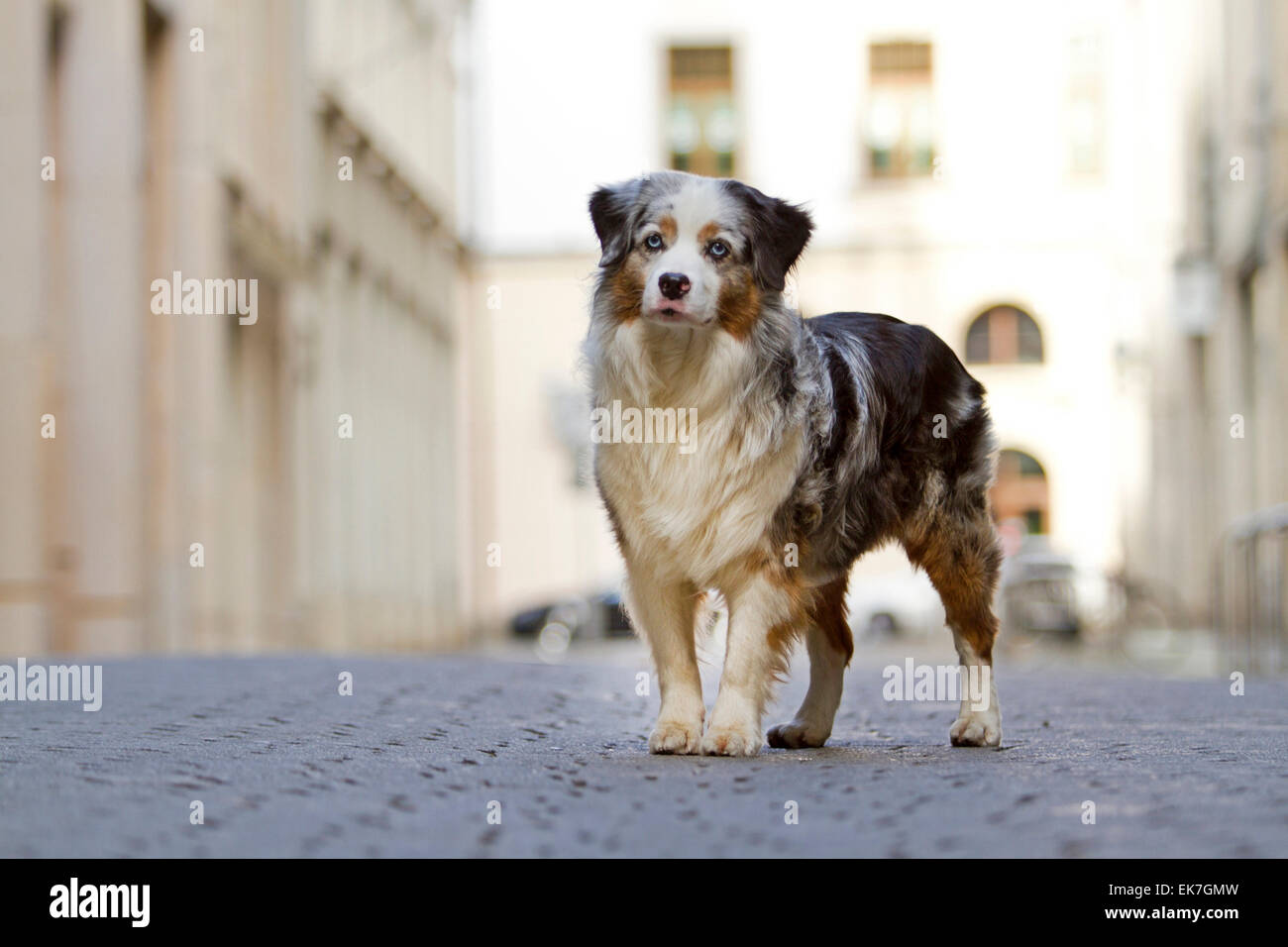 Miniatura Pastor Australiano blue merle perro adulto plaza permanente de la ciudad de Leipzig Sachsen Alemania Foto de stock