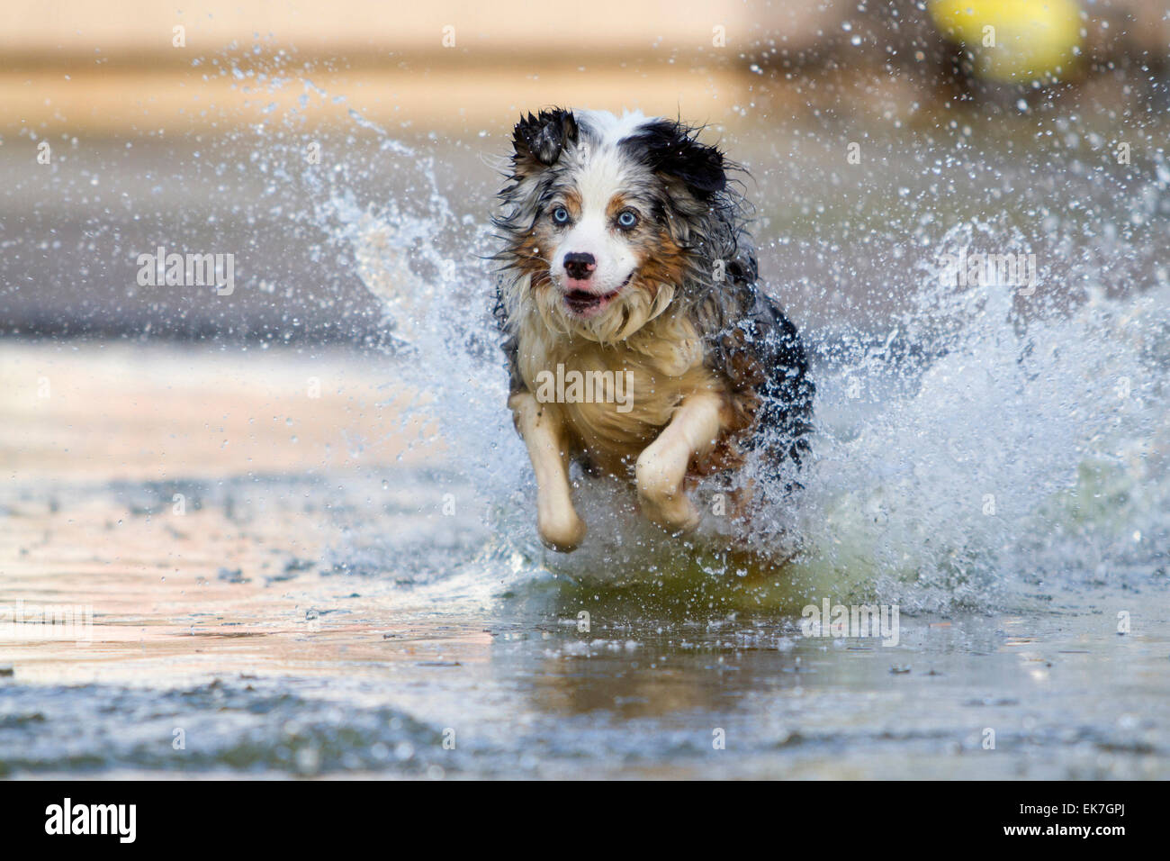 Miniatura Pastor Australiano blue merle perro adulto ejecutando a través del agua hacia la cámara de Alemania Foto de stock