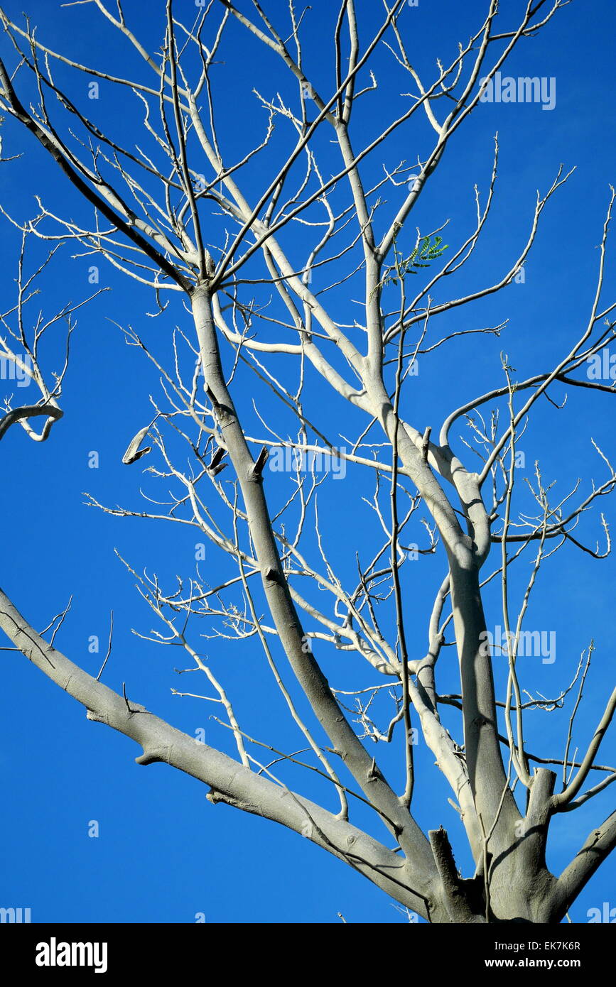 Las ramas de un árbol muerto contra un cielo azul, el Saar, el Reino de Bahrein Foto de stock