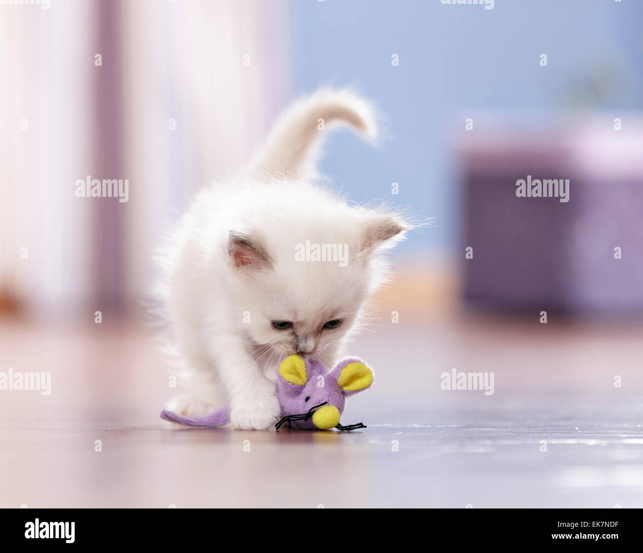 La Sagrada Birman Blanco gatito jugando juguete ratón Alemania Foto de stock