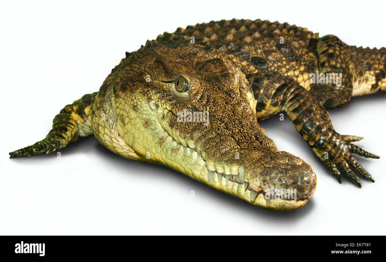 Cocodrilo.(Crocodylus porosus). Foto de stock