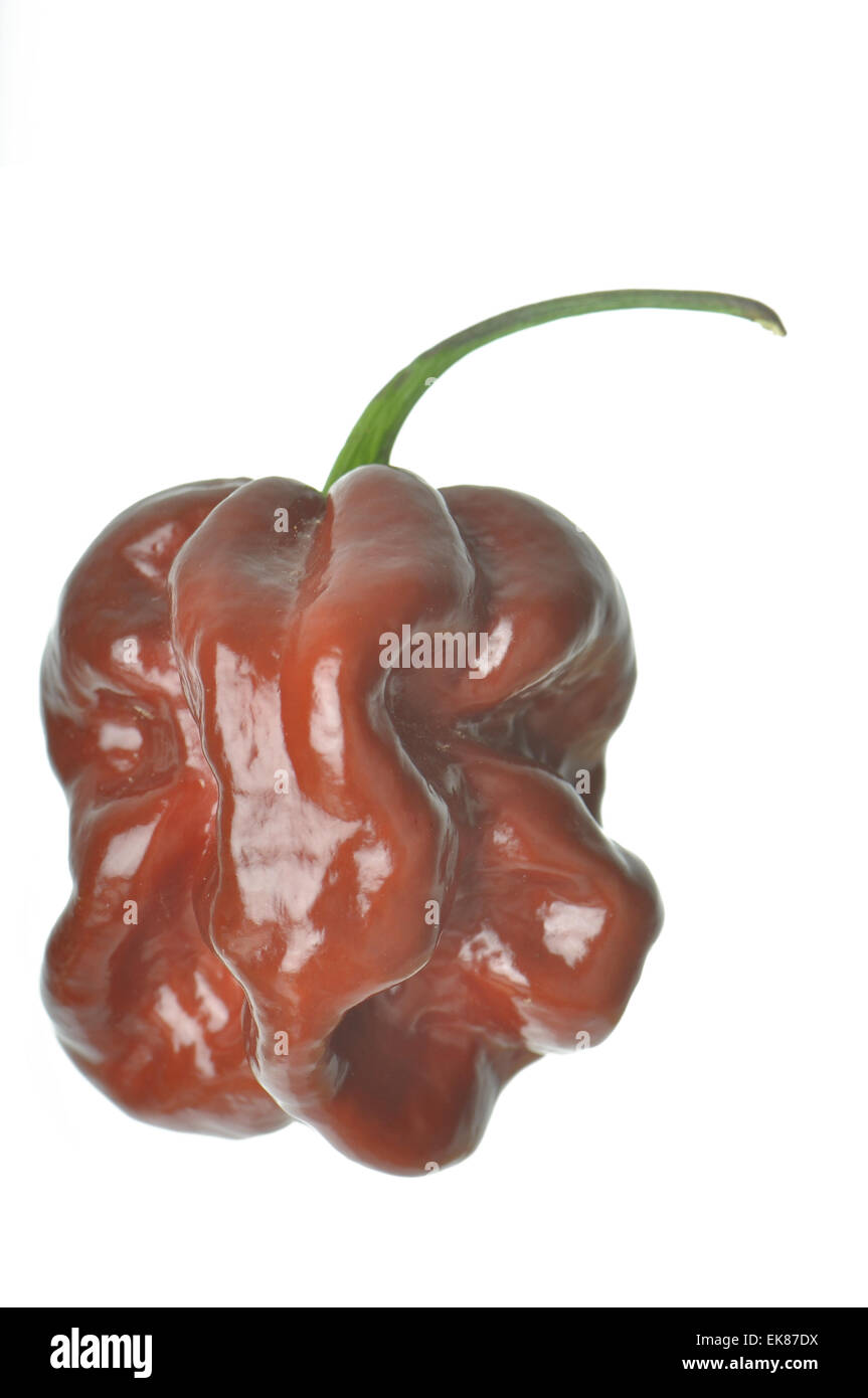 Aislados de Chile Habanero Chocolate Fotografía de stock Alamy