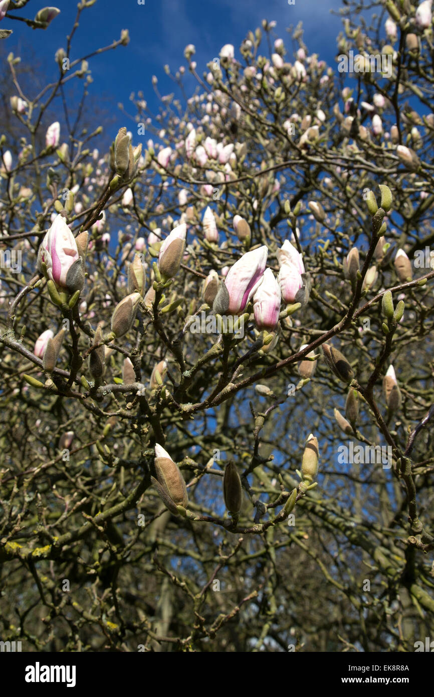Un magnolio acerca a florecer en abril, en Suffolk, Inglaterra Foto de stock