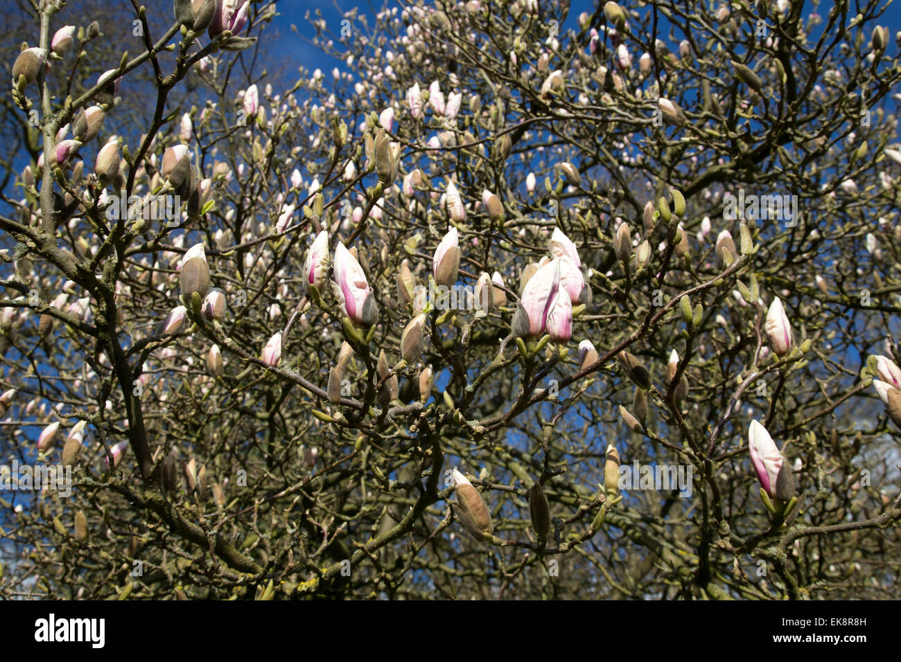 Un magnolio acerca a florecer en abril, en Suffolk, Inglaterra Foto de stock