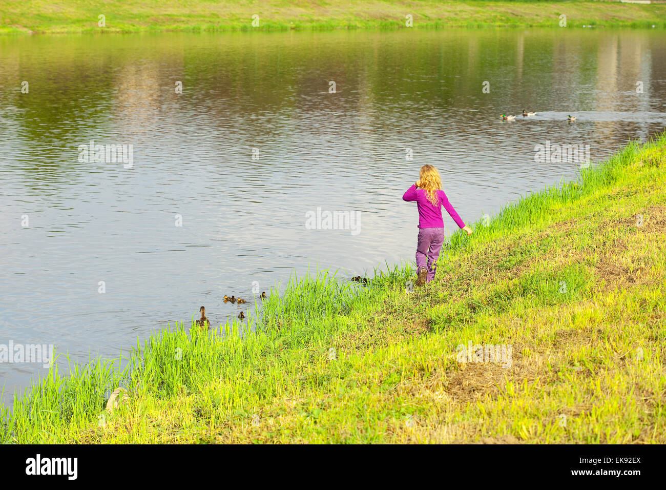 Chica mirando los patos con patos Foto de stock