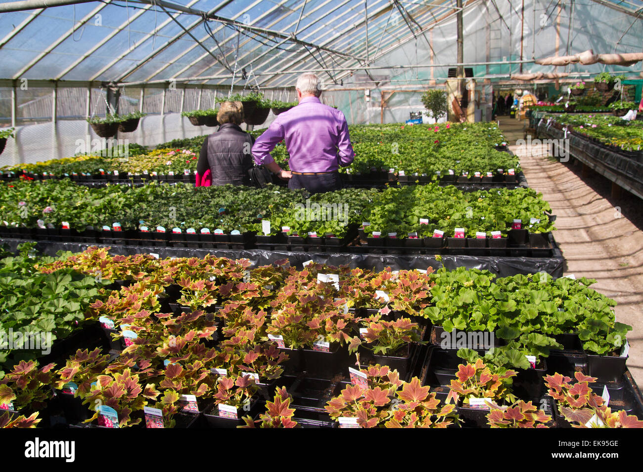 Comprar plantas públicas en un centro de jardinería en Somerset UKK Foto de stock