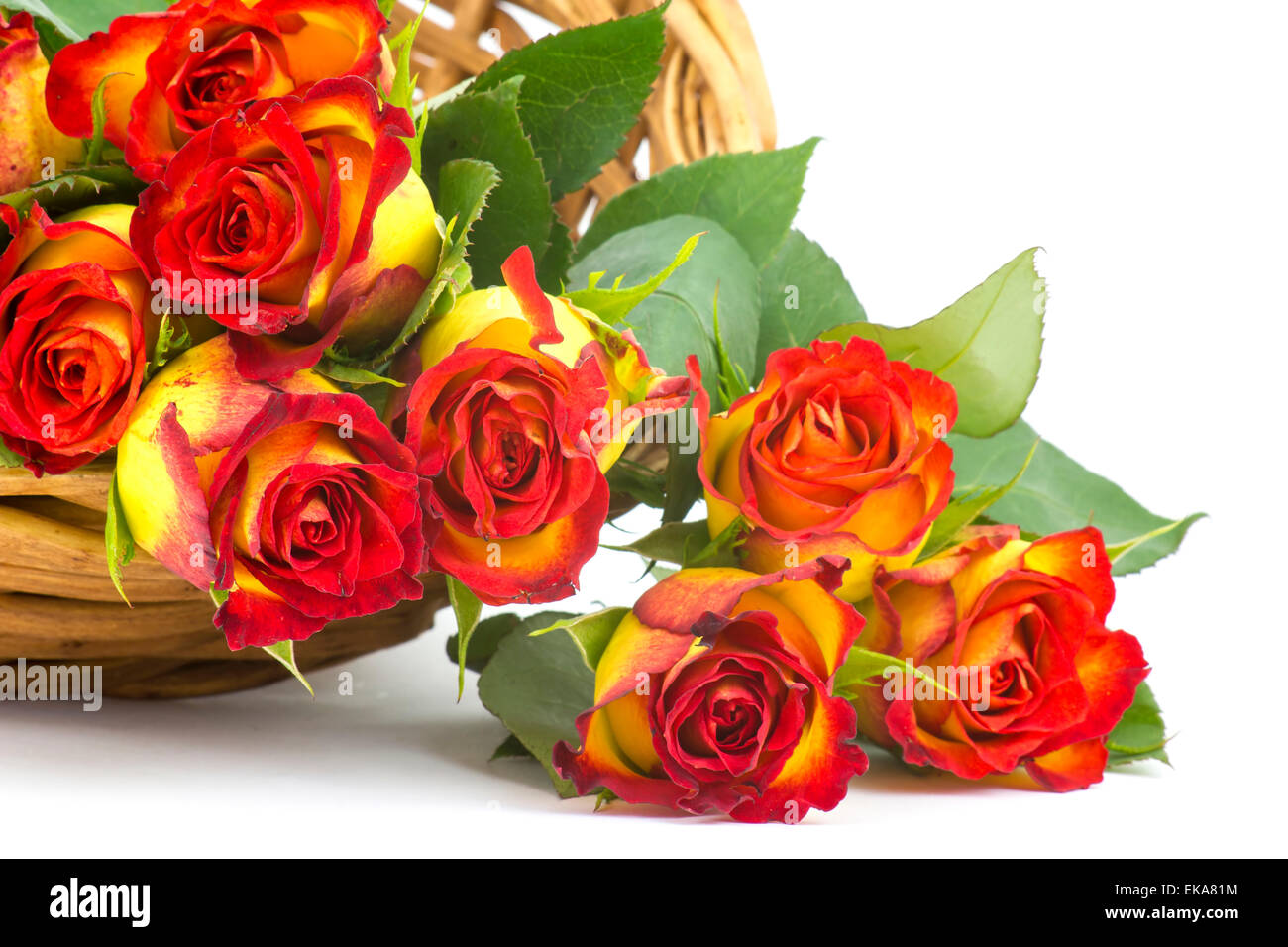 Rosas rojas y amarillas Fotografía de stock - Alamy