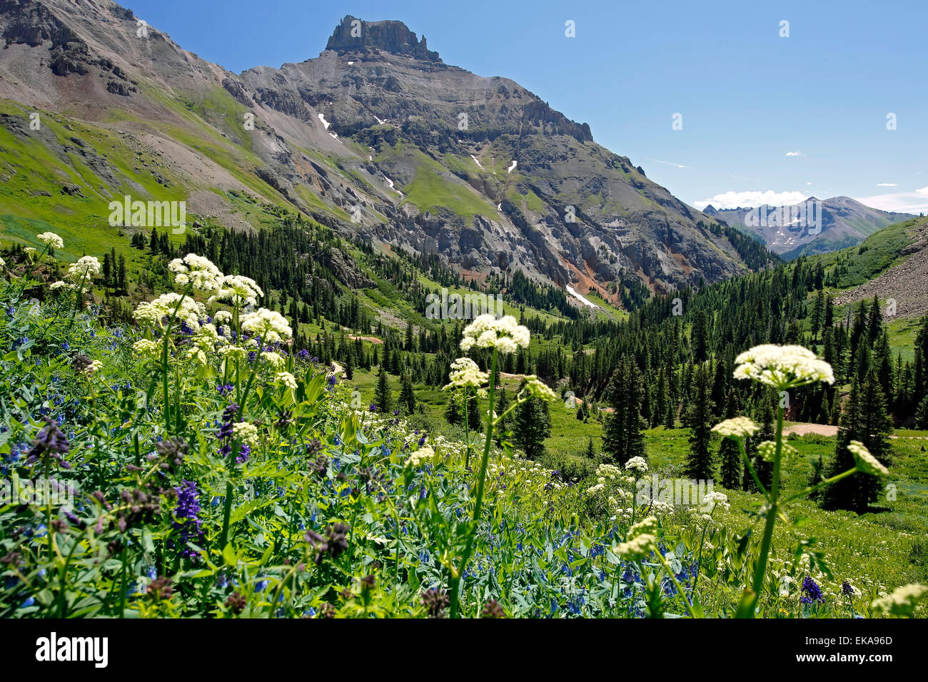 Tetera de montaña y flores silvestres, Yankee Boy Basin, cerca de Ouray, en Colorado, EE.UU. Foto de stock