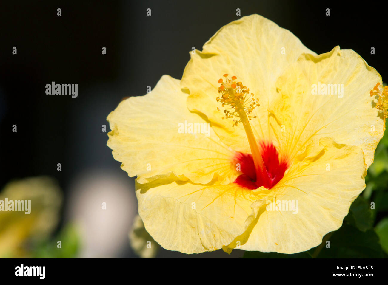 Amarillo flor de hibisco en Hawaii, EEUU. Foto de stock