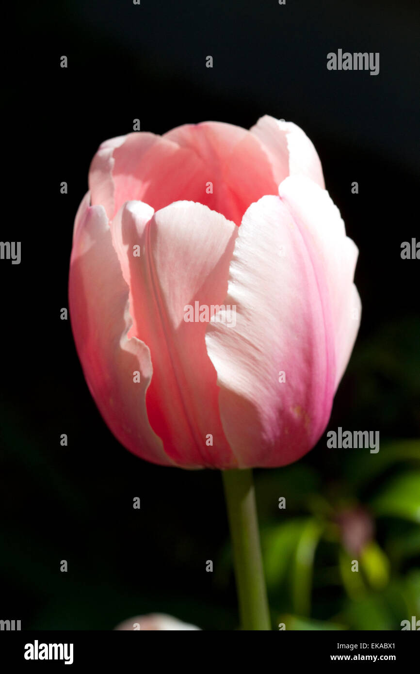 Rosa flor de tulipán. Foto de stock