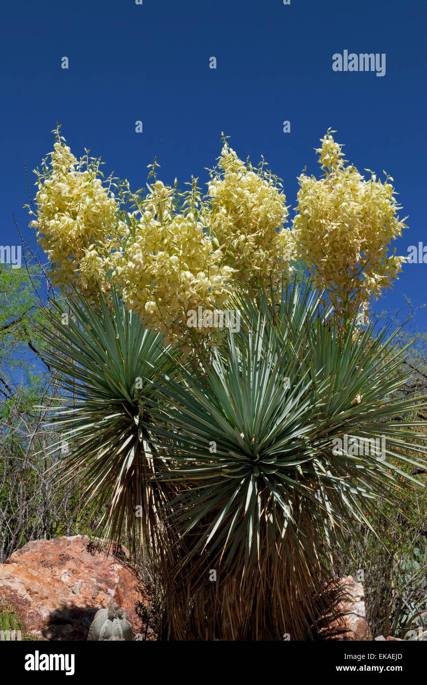 Yuca - Yuca azul rigida - Chihuahua, México La yuca es un género de arbustos y árboles perennes en la familia Asparagaceae, subfam Foto de stock
