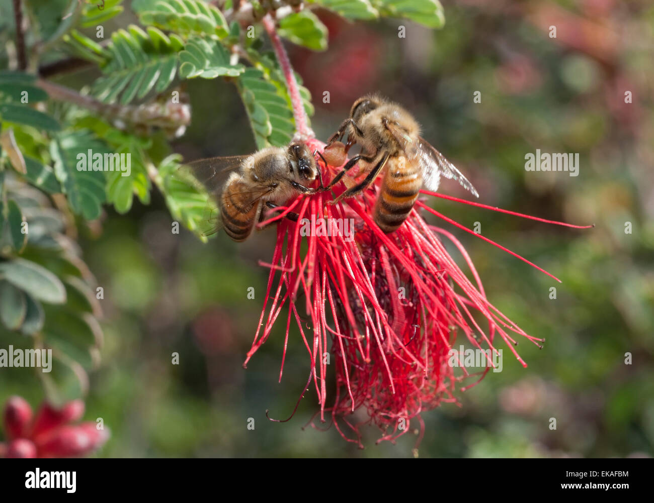 Las abejas de miel Polinating Mimosa - Calliandra sp. Foto de stock