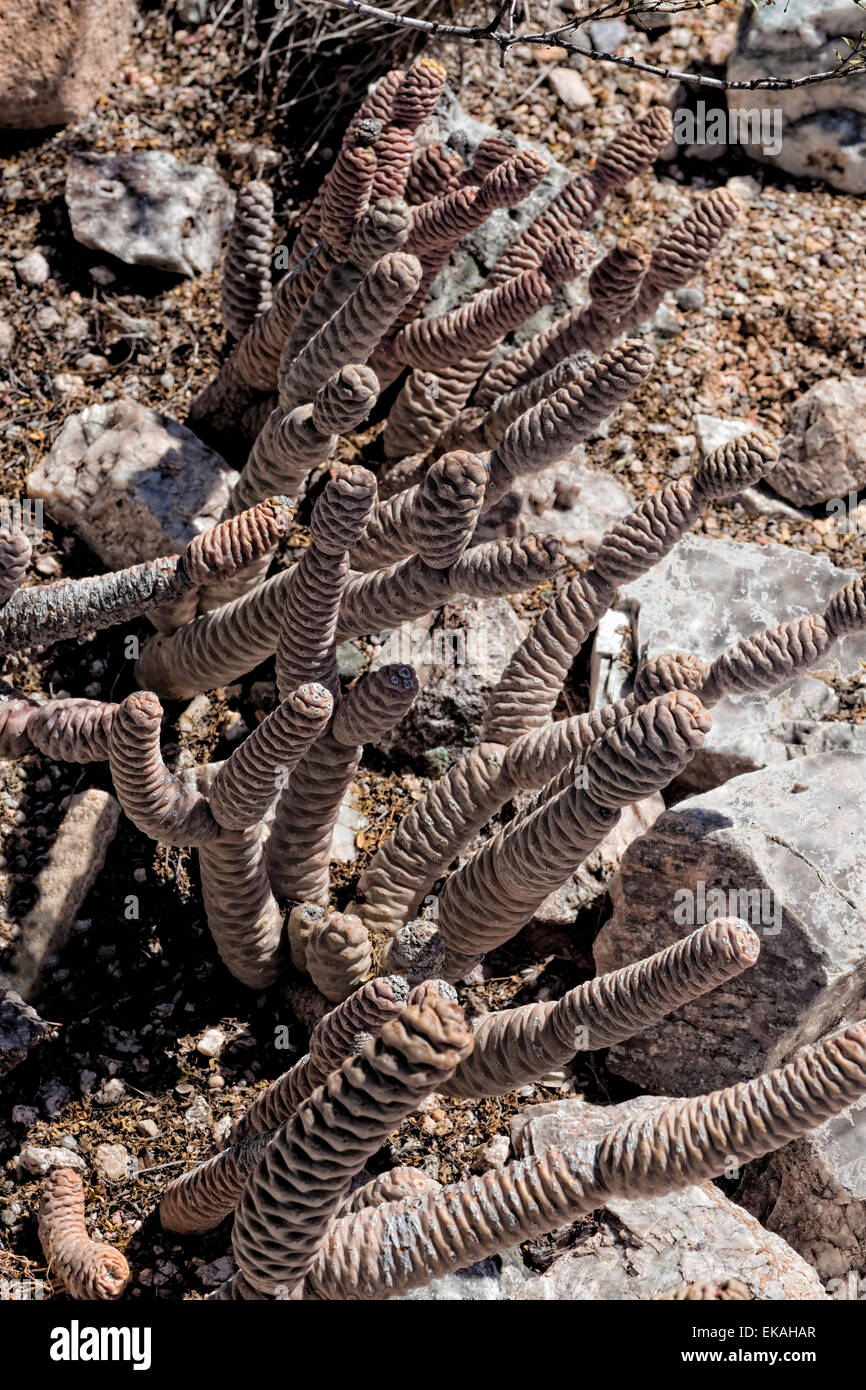 Cono de abeto Cactus, Tephrocactus articulatus var. inermis, Opuntia - Argentina Foto de stock