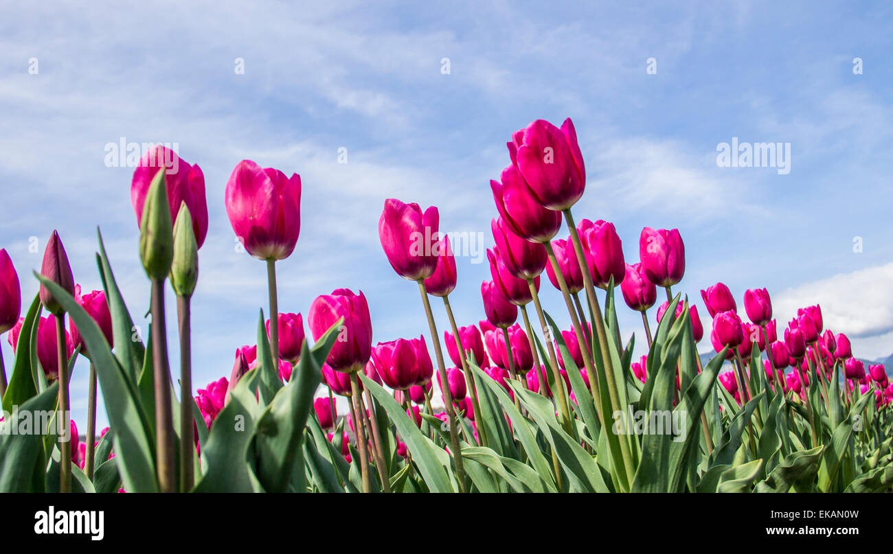 Tulipanes de color rosa púrpura brillante pararse erguido contra el cielo azul brillante y soleada de primavera. Foto de stock